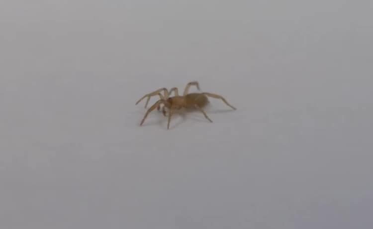 A screengrab showing the new species of spider, discovered in Spain. (Photo: AP)